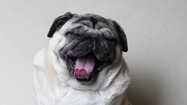 Close-up portrait of a yawning and licking beige pug