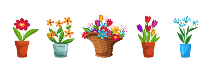 Flower bouquets in wrapping and blooming plant in clay or plastic flowerpots, wicker basket set. Tulip, rose and bud composition. Decorative florist shop items. Flat vector illustration.