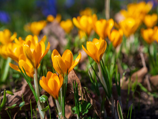 Vibrant yellow crocus blooms emerge in spring's warm sunlight near a garden pathway