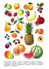 Fruits and berries in watercolor on a white background. Watercolor, ink. Farm products. Healthy eating.