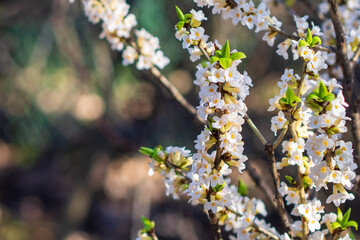 Cherry blossoms dance in the gentle breeze during springtime warmth in a peaceful garden
