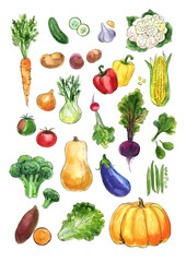 Vegetables in watercolor on a white background. Watercolor, ink. Farm products. Healthy eating.