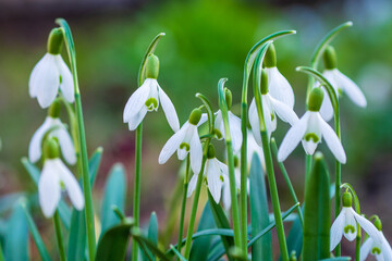 Snowdrops bloom gracefully in early spring, bringing a touch of beauty to the garden landscape
