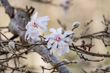 Pink magnolia blossoms bloom on branches in spring, showcasing nature's beauty in a serene environment