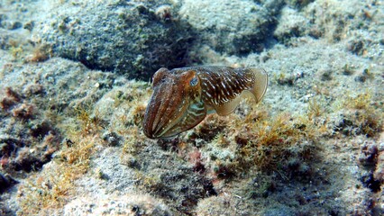 Octopus / Sepia in in the Atlantic Ocean – Tenerife