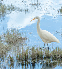 Egrets in Tengchong Wetland, Yunnan