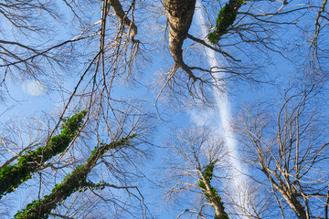 Looking up at bare trees stretching towards a clear blue sky in winter
