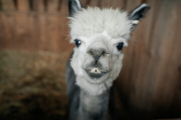Alpacas on the farm. Petting zoo with alpacas. alpaca in his pen on the farm. Portrait of a white-gray alpaca