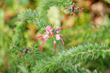 Vibrant Grevillea flowers bloom amidst lush green foliage in a natural setting
