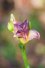 Beautiful blooming flower showcasing delicate petals in a serene garden setting during springtime