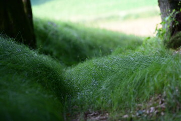 Pfad aus dem Wald. Schmaler Wanderweg mit feinen Gräsern