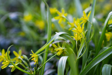 Bright yellow flowers bloom amidst lush green foliage in a serene garden setting