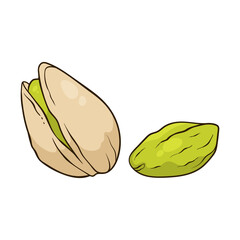 Pistachio nut in shell and kernel, vector illustration