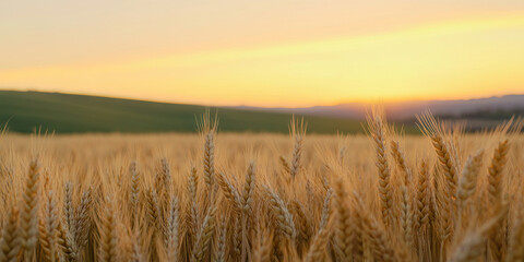 Obraz premium Wheat Field at Sunset: Close-Up View