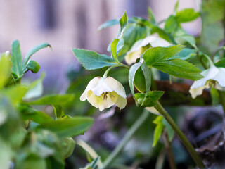 Blooming hellebore flowers stand out in a lush garden during early spring