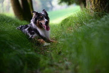Rast im Schatten. Schöner Hund liegt hechelnd auf schmalem Waldweg zwischen Waldgräsern
