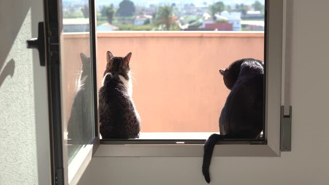 Couple of cats standing at a open window enjoying sun. Rear view of gery and white and black cats standing at a window.
