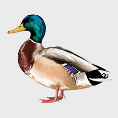 Obraz premium Watercolor Mallard Duck Illustration