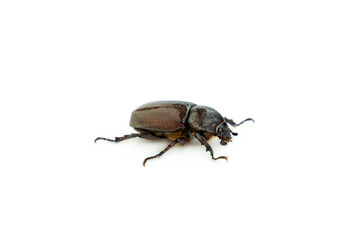 Female siamese rhinoceros beetle isolated on white background, Stag beetle, Fighting beetle