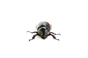 Female siamese rhinoceros beetle isolated on white background, Stag beetle, Fighting beetle