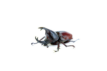 Siamese rhinoceros beetle isolated on white background, Stag beetle, Fighting beetle
