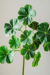 Close-up of green leafy plant