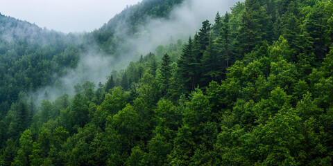 Foggy Hillside Forest with Varied Deciduous and Coniferous Trees