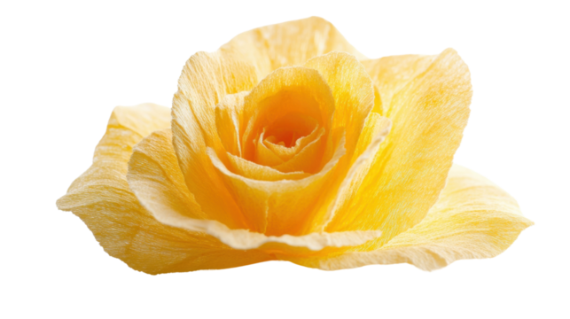 Blooming yellow paper rose on transparent background