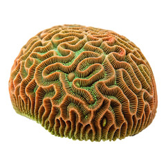 brain coral on white background