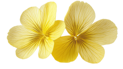 Two yellow horned pansy flowers with transparent background