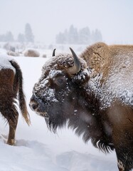 European bison standing in snowfall during winter