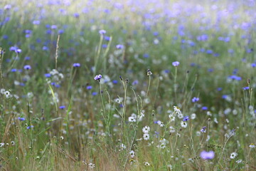 Kornblumenfeld. Wiese von Kornblumen &uuml;berwuchert in der Abendsonne