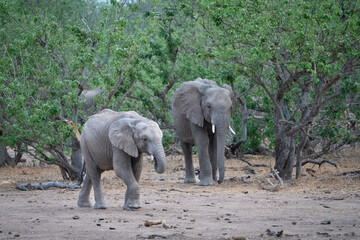 Fototapeta premium two African elephants moving through the lush trees of Mashatu Game Reserve, 