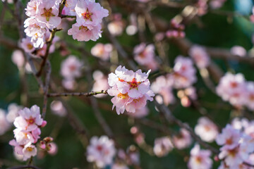 Almond tree (Prunus sargentii or Prunus dulcis) blossom with pink flowers. Early Mediterranean spring nature in southern Europe.