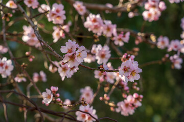 Almond tree (Prunus sargentii or Prunus dulcis) blossom with pink flowers. Early Mediterranean spring nature in the south of France. 