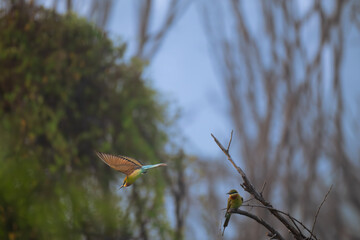 The beautiful blue tailed bee eater fly and  surrounding tree branches and leaves. The background is blurred lush green foliage with blue sky.