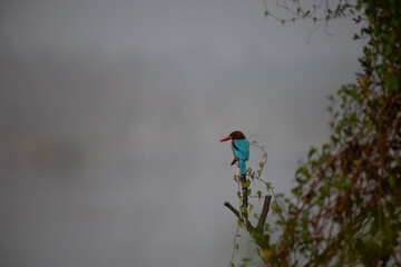 The beautiful blue tailed bee eater perched on a thin branch with surrounding tree branches and leaves. The background is blurred lush green foliage with blue sky.
