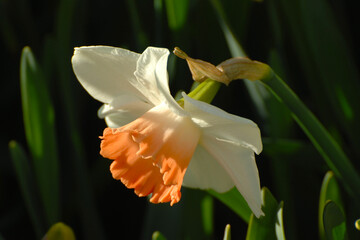 Osterglocke, Großkronige Schalen-Narzisse