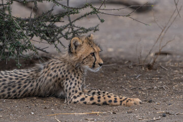Cute Cheetah cub lying under a bush, Mashatu Botswana. 