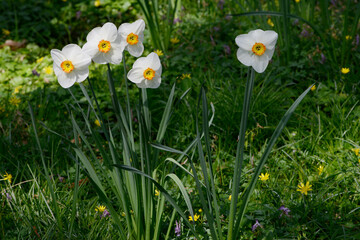 Osterglocke,  Kleinkronige Narzissen,  Teller-Narzissen
