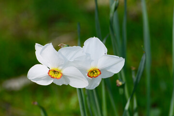 Osterglocke,  Kleinkronige Narzissen,  Teller-Narzissen