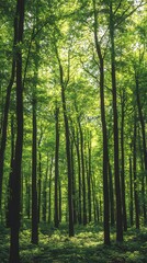 Sunlit Forest Path: A sunlit path through a dense, verdant forest creates a sense of mystery and tranquility. Tall, slender trees stand in sentinel.