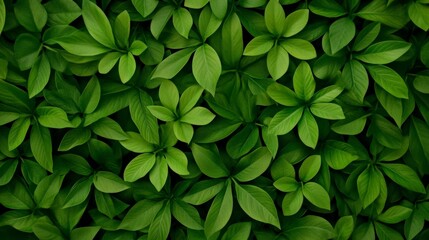 Green Leaves: An eye-level shot showcasing a lush tapestry of vibrant green leaves, forming a natural and textured backdrop that evokes a sense of freshness and growth. 