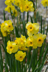 Obraz premium Echte Jonquliia, Narcissus jonquilla, Baby Boomer