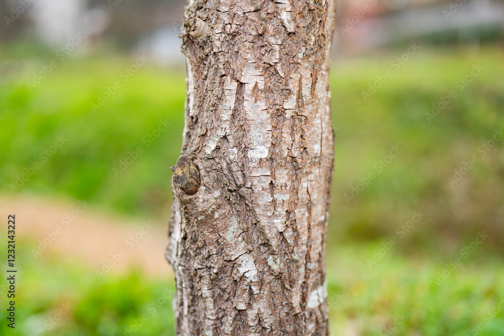 Poster close-up view of tree bark showcasing textures in a natural setting during daylight hours
