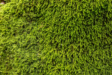 Vibrant green moss covering a rocky surface in a lush forest environment during daylight hours