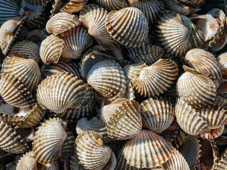 Cockle shell background Top view, Close-up of cockling, cockles, fresh food