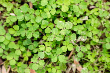 Green clover leaves densely covering the ground in a sunny patch during springtime
