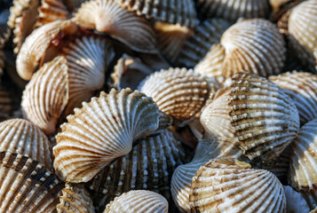 Close up of Cockle shell , abstrac cockling background cockles, fresh food