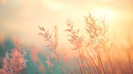Fototapeta premium Golden Hour Serenity: Meadow Grass at Sunset